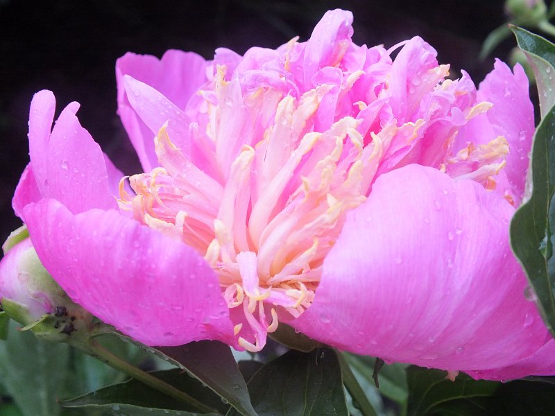 peony14 (35)